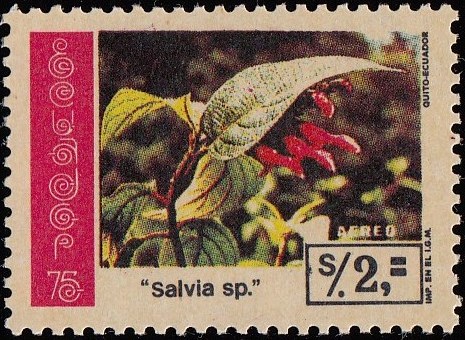 salvia